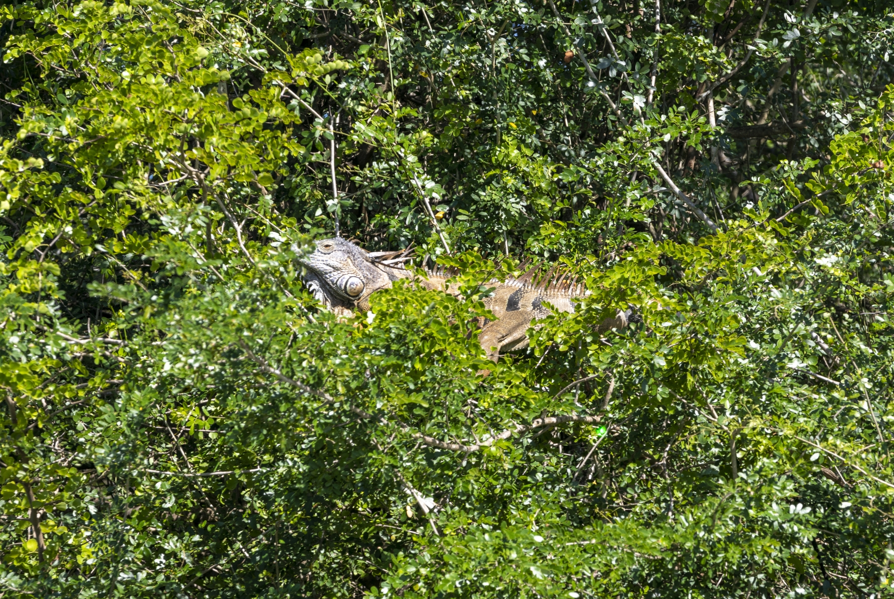 Green Iguana, New River, Belize
